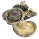 Shiitake Pilze, Tongu, kleine Kalibrierung ø 3cm, Zhong-Hon-Gu, 1 kg