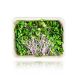 vollgepackt Microgreens Radieschen Grün, ganz junge Blätter / Keimlinge, 100 g