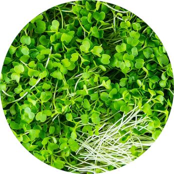 vollgepackt Microgreens Brokkoli, ganz junge Blätter / Keimlinge, 75 g