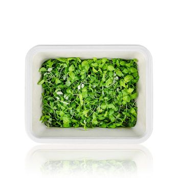 vollgepackt Microgreens ShisoGreens, junge Blätter / Keimlinge, 25 g