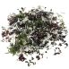 Kaiso Dried Seaweed Mix, Seetang getrocknet, 6 Algensorten für Kaiso Salat, 100 g