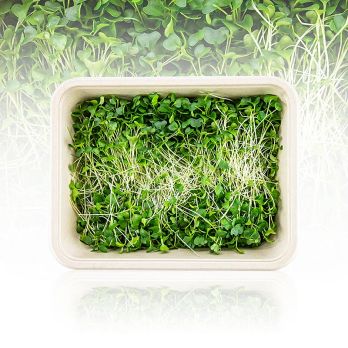 vollgepackt Microgreens Grünkohl, ganz junge Blätter / Keimlinge, 75 g