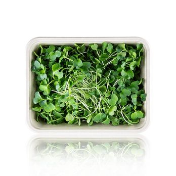 vollgepackt Microgreens Rettich, ganz junge Blätter / Keimlinge, 100 g