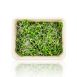 vollgepackt Microgreens Senf, ganz junge Blätter / Keimlinge, 75 g