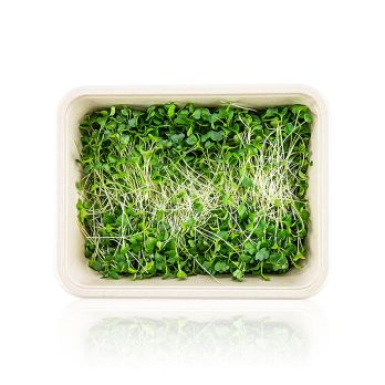 vollgepackt Microgreens Grünkohl, ganz junge Blätter / Keimlinge, 75 g