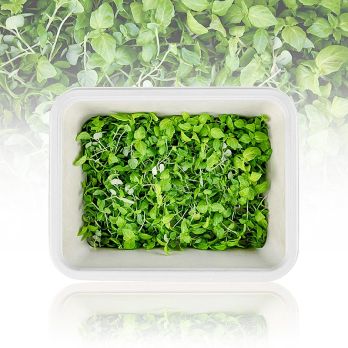 vollgepackt Microgreens ShisoGreens, junge Blätter / Keimlinge, 25 g